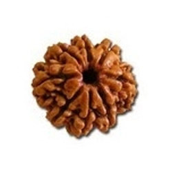 Manufacturers Exporters and Wholesale Suppliers of Eight Mukhi Rudraksha Delhi Delhi